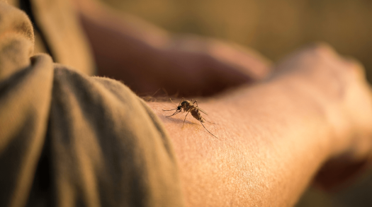 Sıtma Nedir? Belirtileri, Nedenleri ve Tedavisi